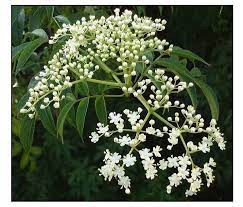 Fresh Neem Flowers 10g apprx. (Pre-order)