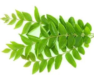 Fresh Curry Leaves